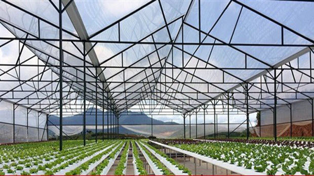  Đà Nẵng ưu đãi đầu tư nông nghiệp công nghệ cao